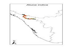 Atuna indica